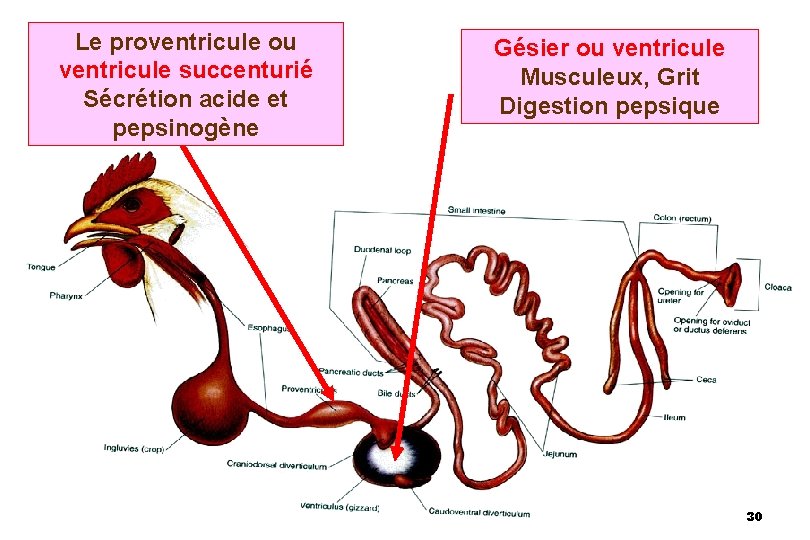 Le proventricule ou ventricule succenturié Sécrétion acide et pepsinogène Gésier ou ventricule Musculeux, Grit