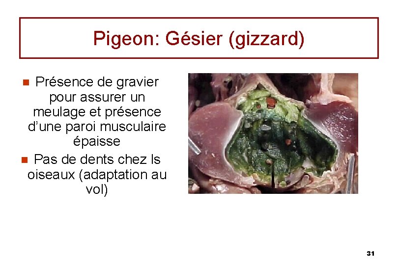 Pigeon: Gésier (gizzard) Présence de gravier pour assurer un meulage et présence d’une paroi