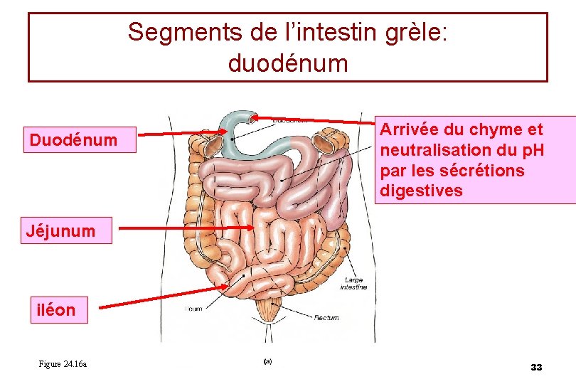 Segments de l’intestin grèle: duodénum Duodénum Arrivée du chyme et neutralisation du p. H