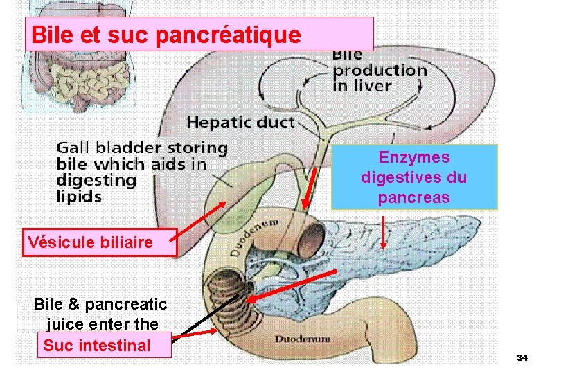 Bile et suc pancréatique Enzymes digestives du pancreas Vésicule biliaire Bile & pancreatic juice