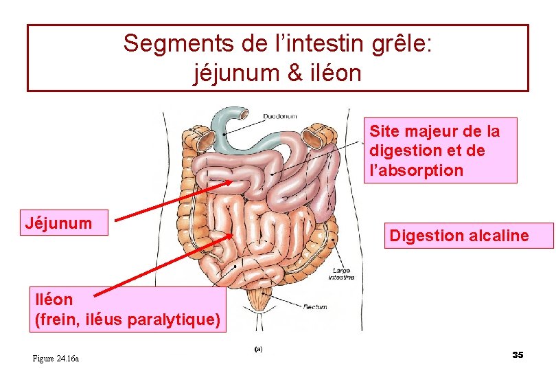 Segments de l’intestin grêle: jéjunum & iléon Site majeur de la digestion et de