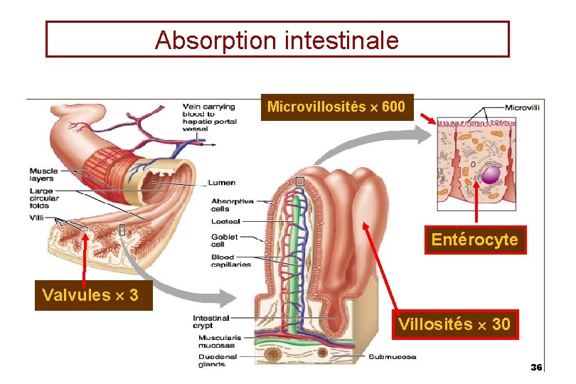 Absorption intestinale Microvillosités 600 Entérocyte Valvules 3 Villosités 30 36 