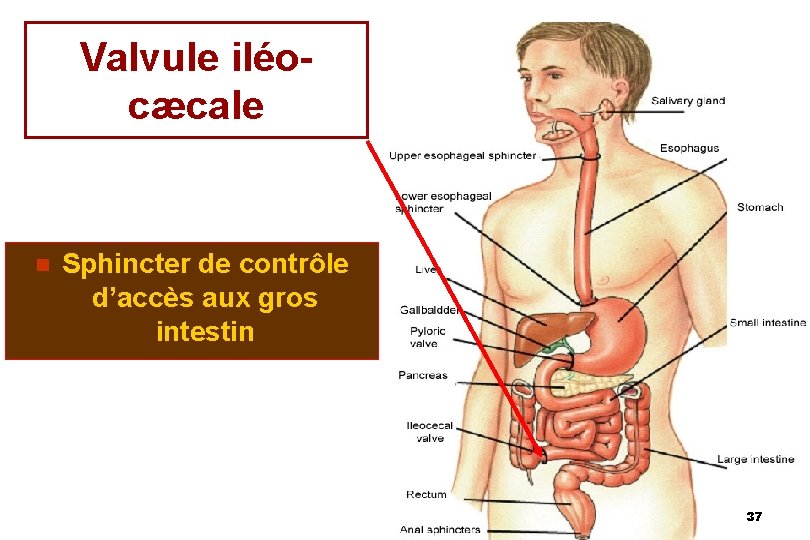 Valvule iléocæcale n Sphincter de contrôle d’accès aux gros intestin 37 