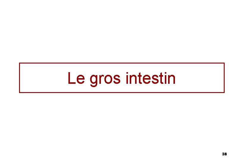 Le gros intestin 38 