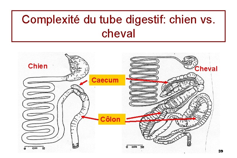Complexité du tube digestif: chien vs. cheval Chien Cheval Caecum Côlon 39 