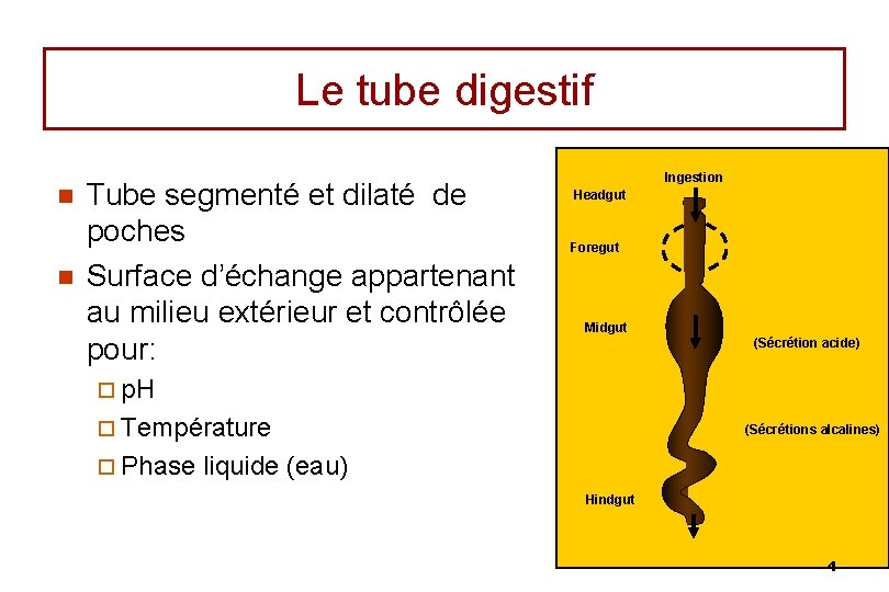Le tube digestif n n Tube segmenté et dilaté de poches Surface d’échange appartenant