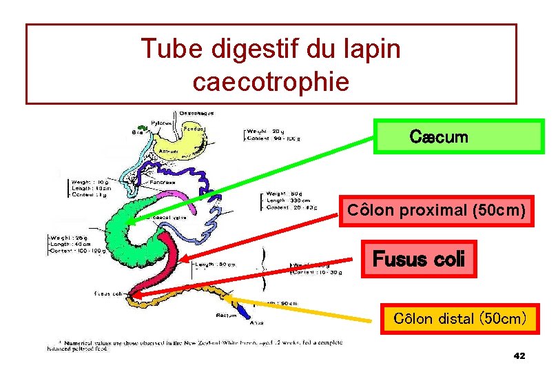 Tube digestif du lapin caecotrophie Cæcum Côlon proximal (50 cm) Fusus coli Côlon distal