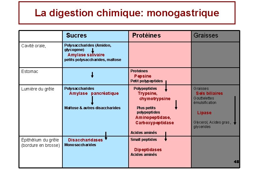 La digestion chimique: monogastrique Sucres Cavité orale, Protéines Graisses Polysaccharides (Amidon, glycogene) Amylase salivaire