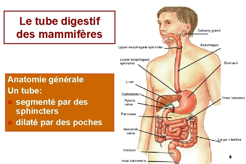 Le tube digestif des mammifères Anatomie générale Un tube: n segmenté par des sphincters