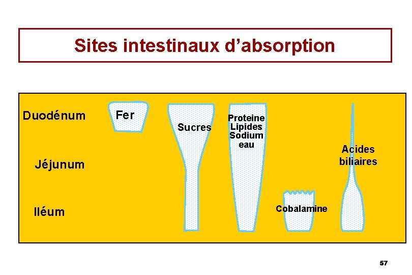 Sites intestinaux d’absorption Duodénum Fer Sucres Proteine Lipides Sodium eau Acides biliaires Jéjunum Iléum