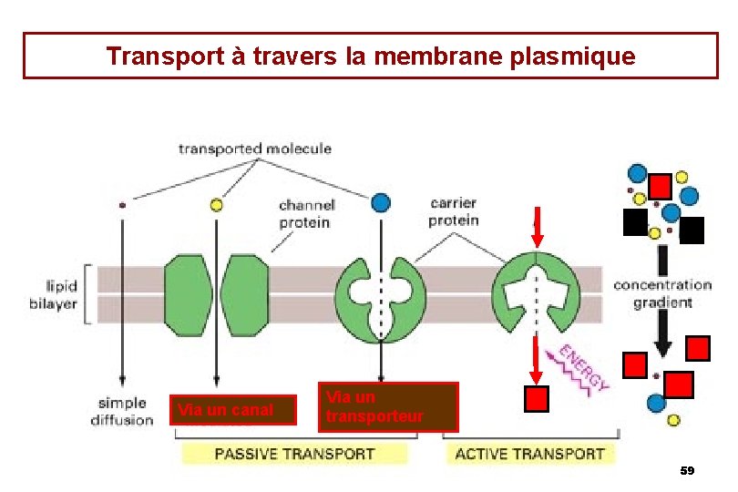 Transport à travers la membrane plasmique Via un canal Via un transporteur 59 