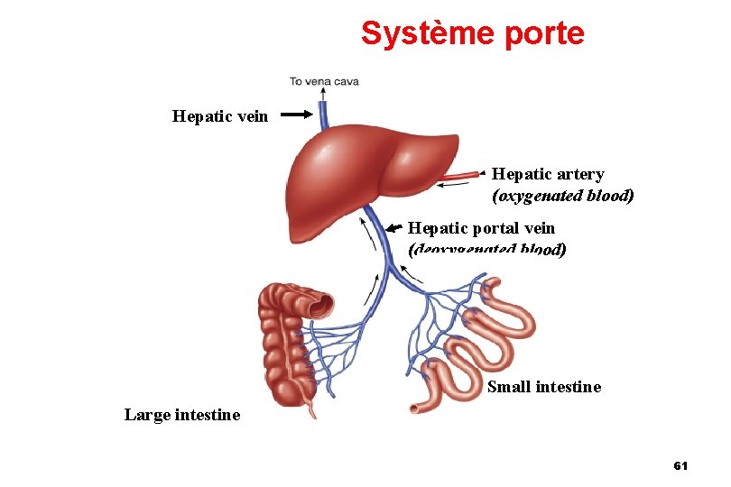 Système porte Hepatic vein Hepatic artery (oxygenated blood) Hepatic portal vein (deoxygenated blood) Small