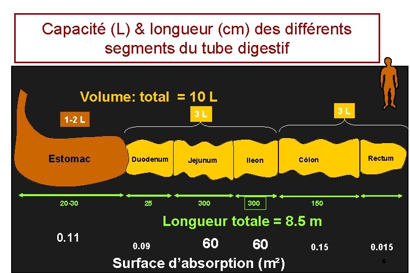 Capacité (L) & longueur (cm) des différents segments du tube digestif Volume: total =