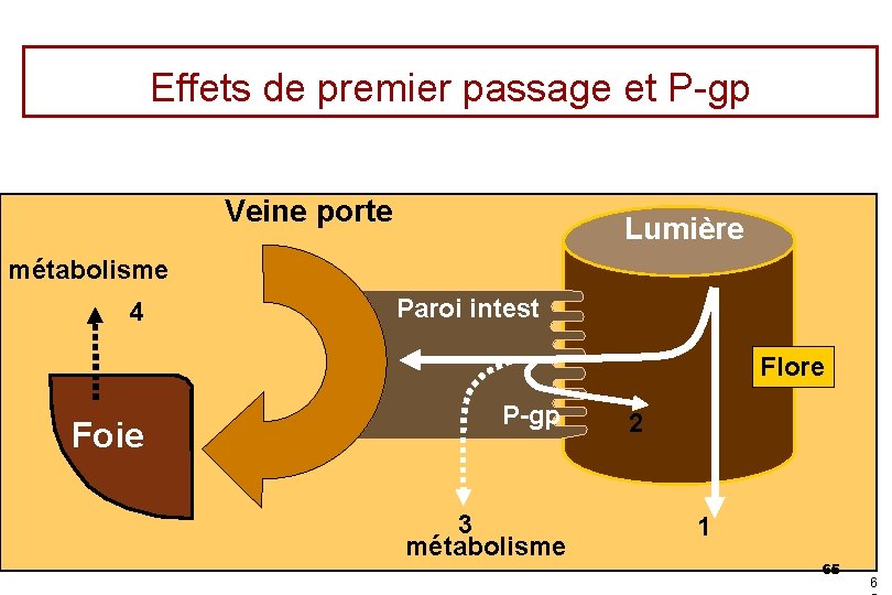 Effets de premier passage et P-gp Veine porte Lumière métabolisme 4 Paroi intest Flore