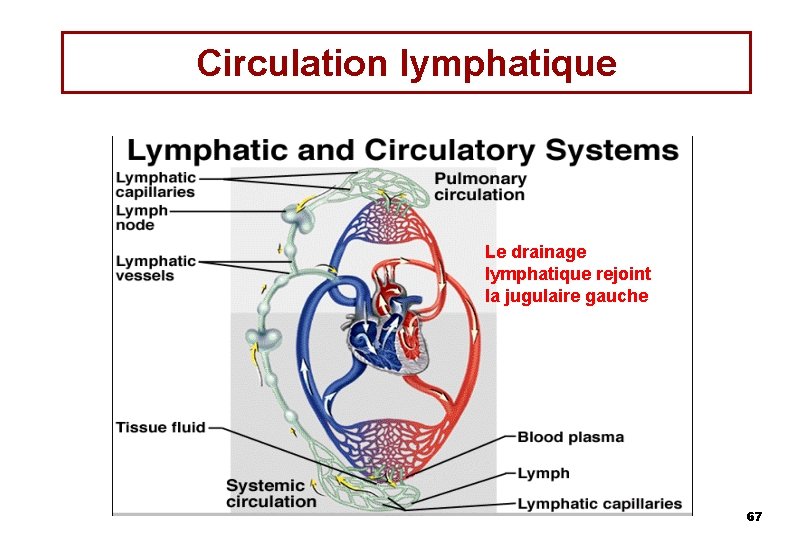 Circulation lymphatique Le drainage lymphatique rejoint la jugulaire gauche 67 