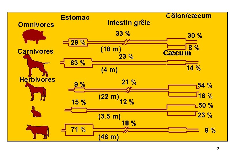 Omnivores Estomac Intestin grêle 33 % 29 % Carnivores 63 % Herbivores (18 m)