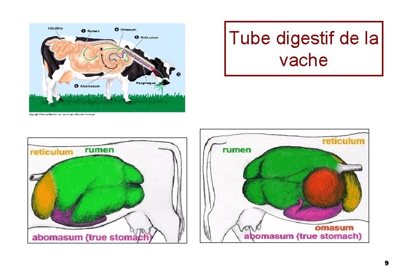 Tube digestif de la vache 9 