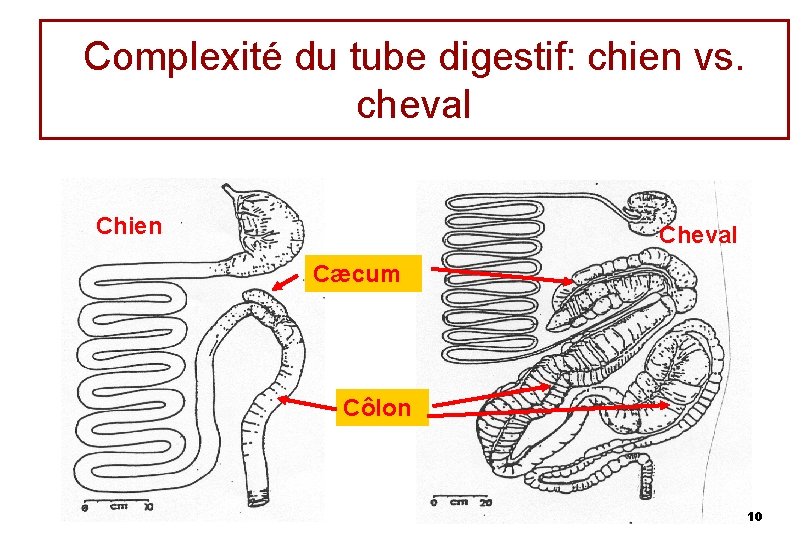 Complexité du tube digestif: chien vs. cheval Chien Cheval Cæcum Côlon 10 