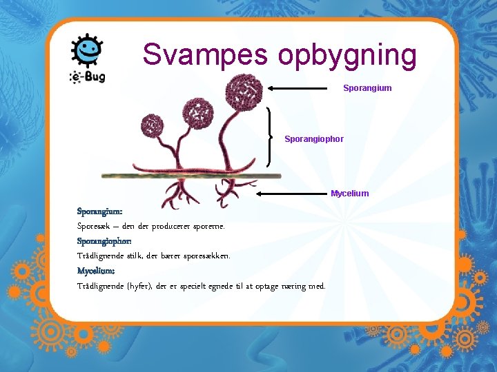 Svampes opbygning Sporangium Sporangiophor Mycelium Sporangium: Sporesæk – den der producerer sporerne. Sporangiophor: Trådlignende