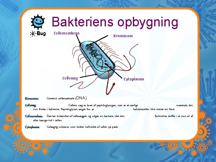 Bakteriens opbygning Cellemembran Kromosom Cellevæg Kromosom: Cytoplasma Genetisk cellemateriale (DNA) Cellevæg: Cellens væg er