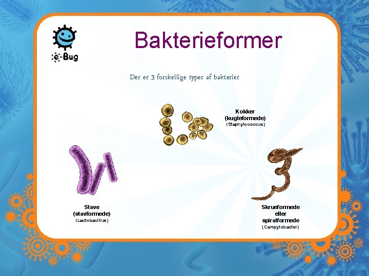 Bakterieformer Der er 3 forskellige typer af bakterier Kokker (kugleformede) (Staphylococcus) Stave (stavformede) (Lactobacillus)