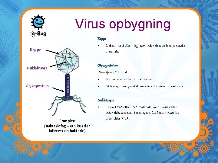 Virus opbygning Kappe • Dobbelt lipid (fedt) lag, som indeholder cellens genetiske materiale. Kappe