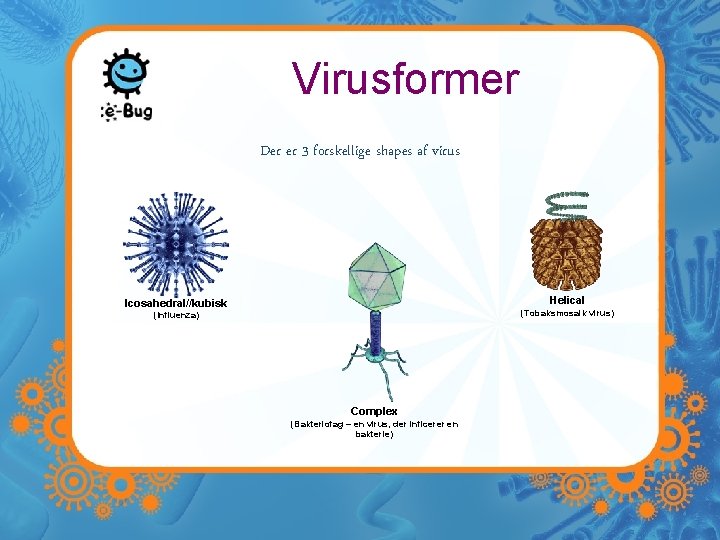 Virusformer Der er 3 forskellige shapes af virus Helical Icosahedral//kubisk (Tobaksmosaik virus) (Influenza) Complex