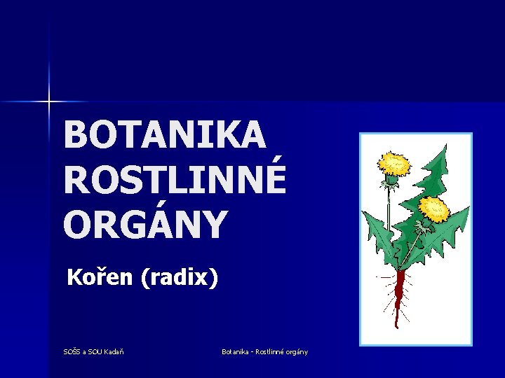 BOTANIKA ROSTLINNÉ ORGÁNY Kořen (radix) SOŠS a SOU Kadaň Botanika - Rostlinné orgány 