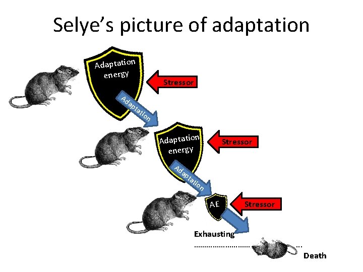 Selye’s picture of adaptation Adaptation energy Ad ap ta Stressor tio n AE Stressor