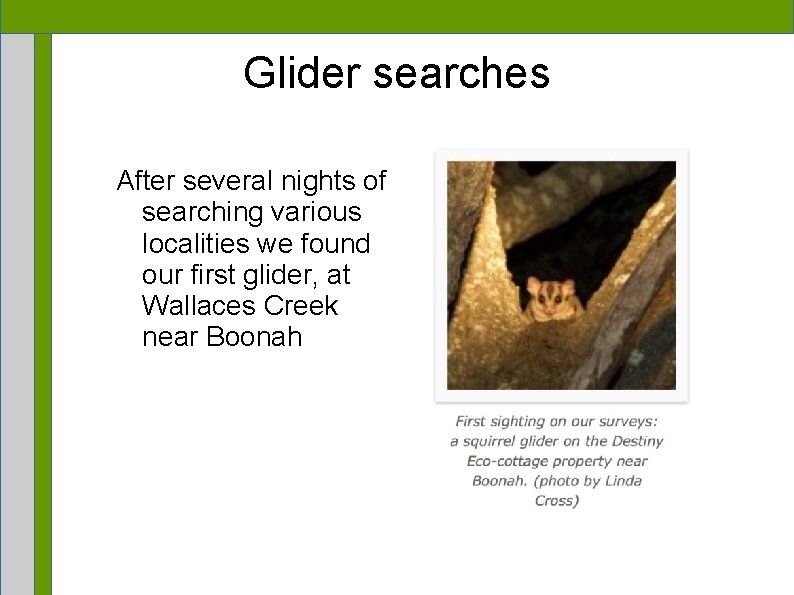 Glider searches After several nights of searching various localities we found our first glider,