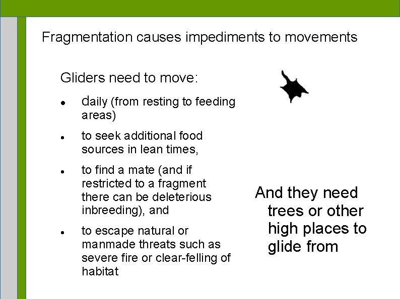 Fragmentation causes impediments to movements Gliders need to move: daily (from resting to feeding