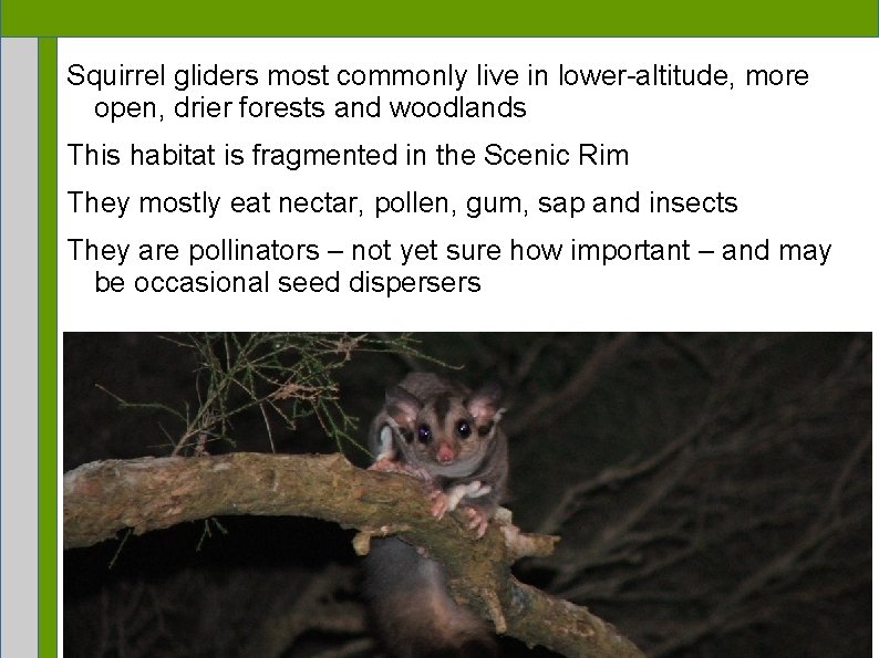 Squirrel gliders most commonly live in lower-altitude, more open, drier forests and woodlands This