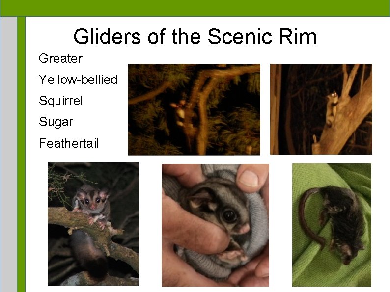 Gliders of the Scenic Rim Greater Yellow-bellied Squirrel Sugar Feathertail 