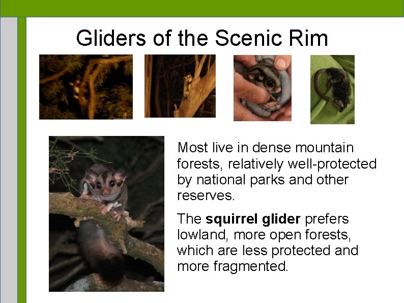Gliders of the Scenic Rim Most live in dense mountain forests, relatively well-protected by