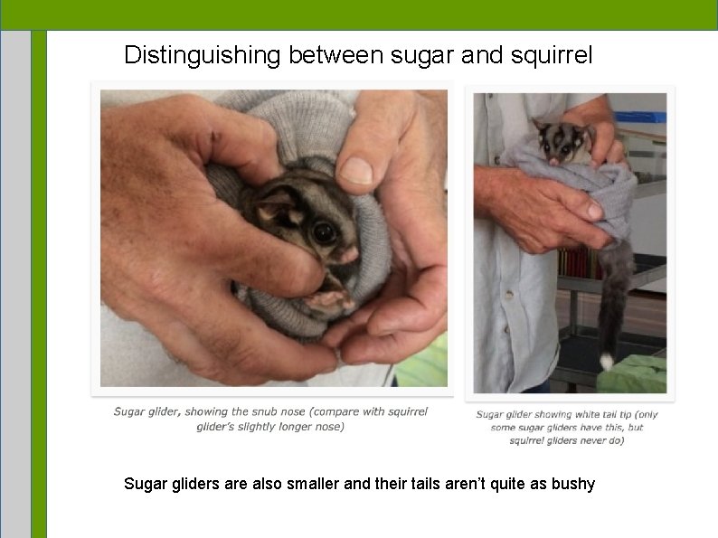 Distinguishing between sugar and squirrel Sugar gliders are also smaller and their tails aren’t