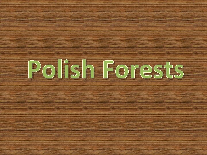 Polish Forests 