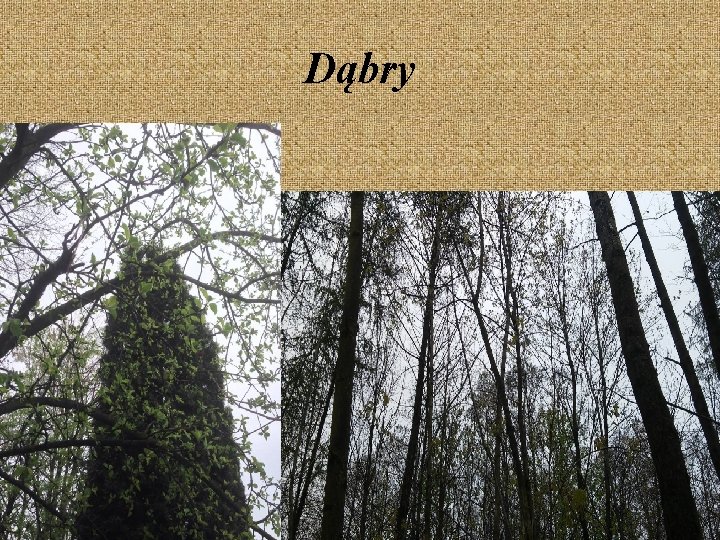 Dąbry 