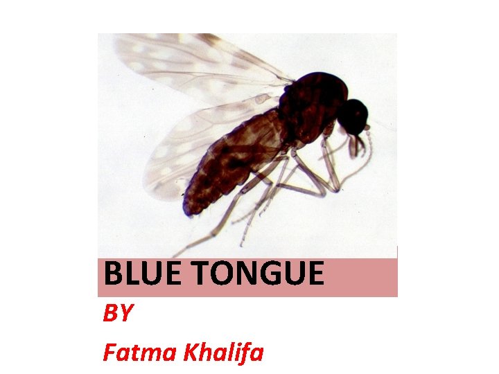 BLUE TONGUE BY Fatma Khalifa 