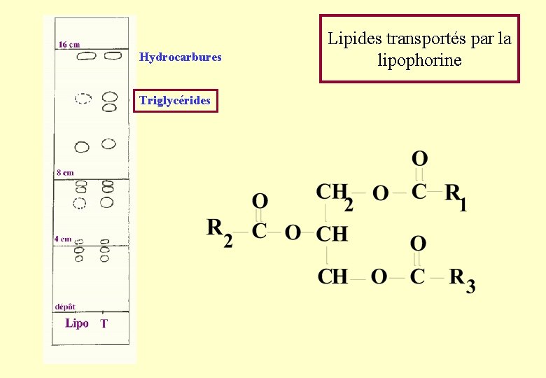 Hydrocarbures Triglycérides Lipides transportés par la lipophorine Hydrocarbures Triglycérides Lipides transportés par la lipophorine