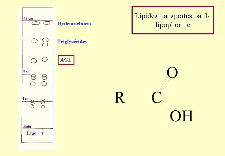 Hydrocarbures Triglycérides AGL Lipides transportés par la lipophorine Hydrocarbures Triglycérides AGL Lipides transportés par la lipophorine
