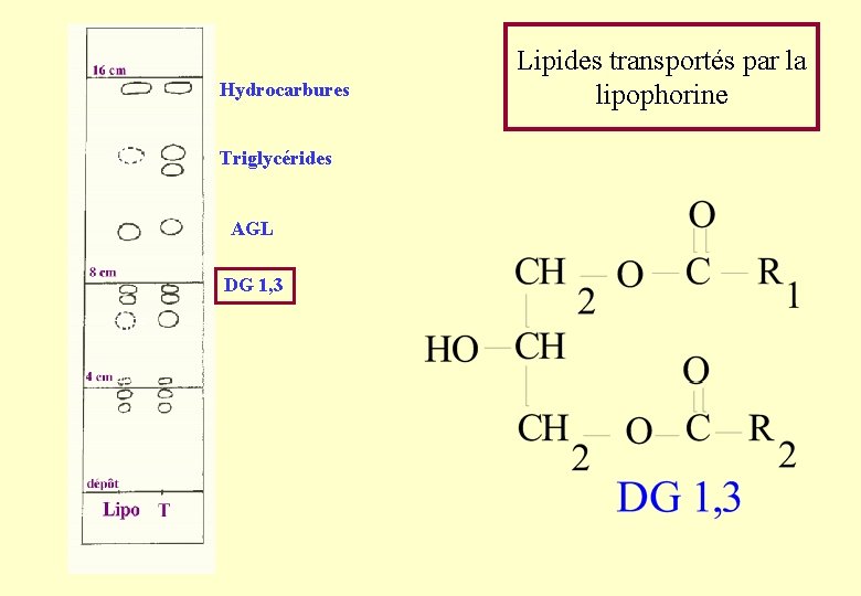 Hydrocarbures Triglycérides AGL DG 1, 3 Lipides transportés par la lipophorine Hydrocarbures Triglycérides AGL DG 1, 3 Lipides transportés par la lipophorine