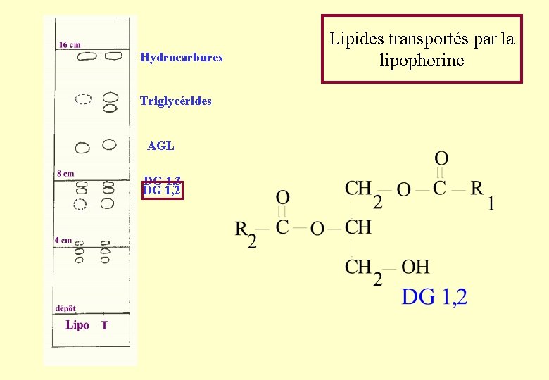 Hydrocarbures Triglycérides AGL DG 1, 3 DG 1, 2 Lipides transportés par la lipophorine Hydrocarbures Triglycérides AGL DG 1, 3 DG 1, 2 Lipides transportés par la lipophorine
