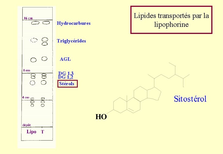 Hydrocarbures Triglycérides AGL DG 1, 3 DG 1, 2 Stérols Lipides transportés par la Hydrocarbures Triglycérides AGL DG 1, 3 DG 1, 2 Stérols Lipides transportés par la