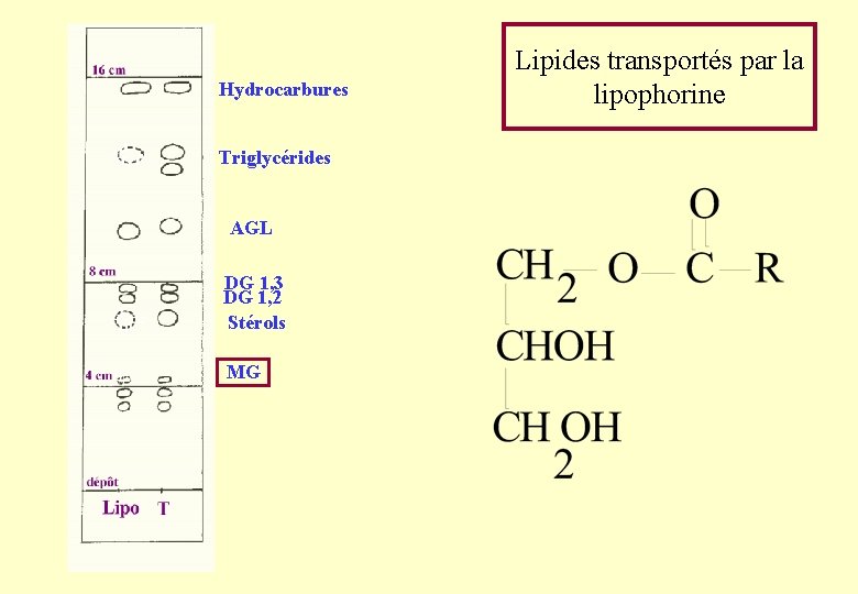 Hydrocarbures Triglycérides AGL DG 1, 3 DG 1, 2 Stérols MG Lipides transportés par Hydrocarbures Triglycérides AGL DG 1, 3 DG 1, 2 Stérols MG Lipides transportés par