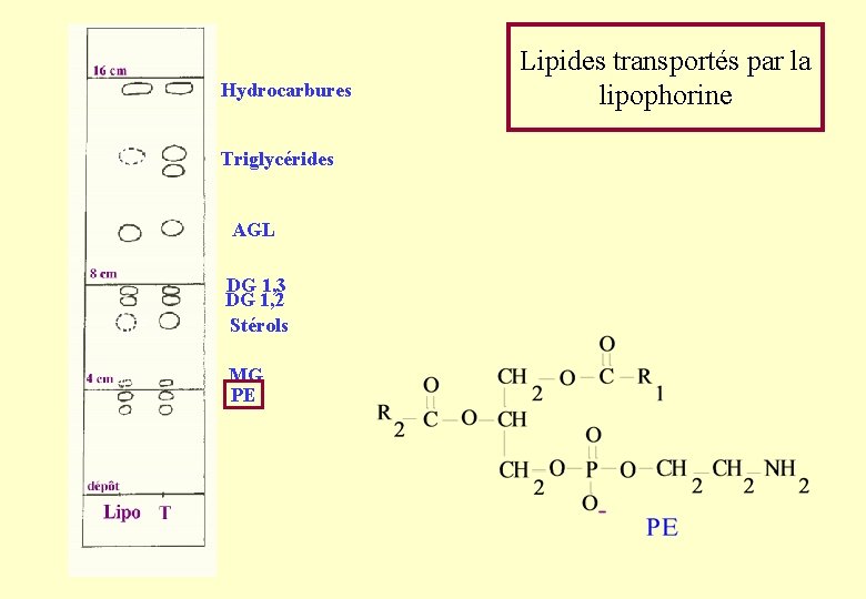 Hydrocarbures Triglycérides AGL DG 1, 3 DG 1, 2 Stérols MG PE Lipides transportés Hydrocarbures Triglycérides AGL DG 1, 3 DG 1, 2 Stérols MG PE Lipides transportés