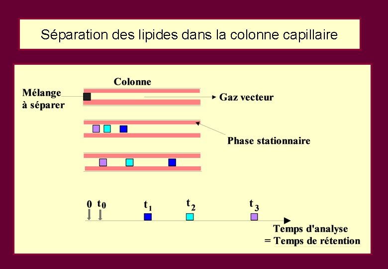 Séparation des lipides dans la colonne capillaire Séparation des lipides dans la colonne capillaire