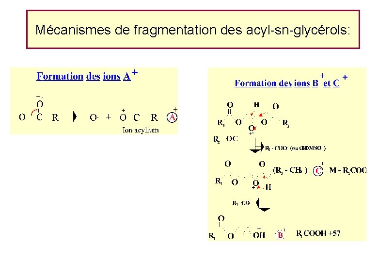Mécanismes de fragmentation des acyl-sn-glycérols: Mécanismes de fragmentation des acyl-sn-glycérols:
