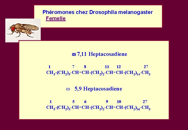 Phéromones chez Drosophila melanogaster Femelle 7, 11 Heptacosadiene 1 7 8 11 12 27 Phéromones chez Drosophila melanogaster Femelle 7, 11 Heptacosadiene 1 7 8 11 12 27