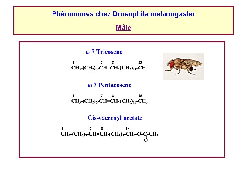 Phéromones chez Drosophila melanogaster Mâle Phéromones chez Drosophila melanogaster Mâle
