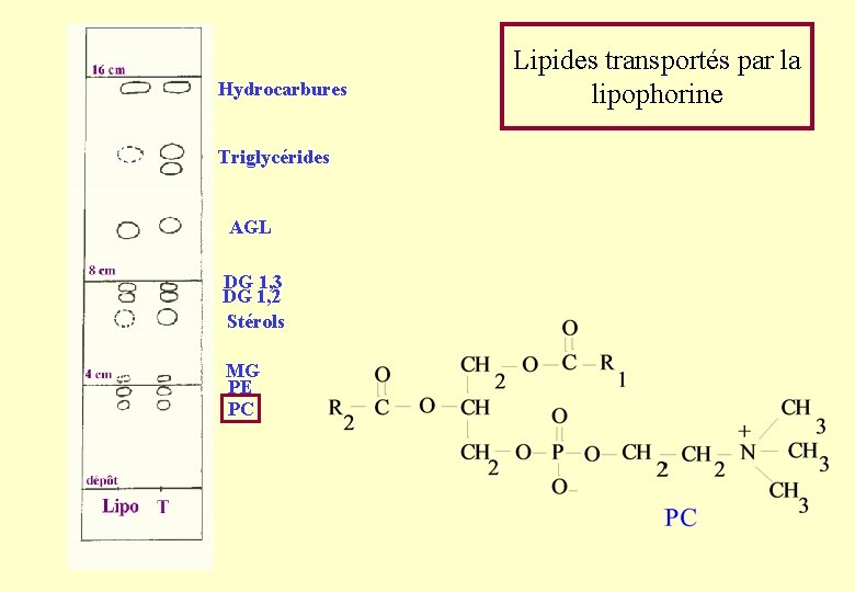 Hydrocarbures Triglycérides AGL DG 1, 3 DG 1, 2 Stérols MG PE PC Lipides Hydrocarbures Triglycérides AGL DG 1, 3 DG 1, 2 Stérols MG PE PC Lipides